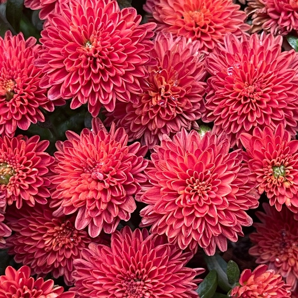 Meet your Posher, Anj - Picture 1 of 1